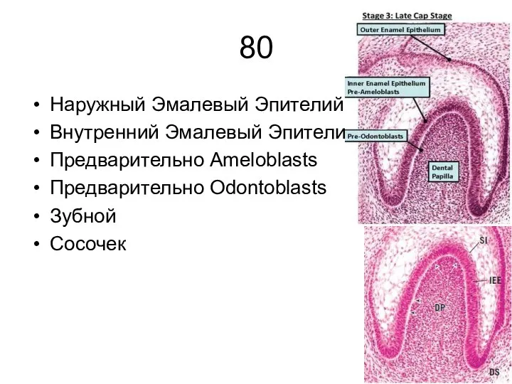 80 Наружный Эмалевый Эпителий Внутренний Эмалевый Эпителий Предварительно Ameloblasts Предварительно Odontoblasts Зубной Сосочек