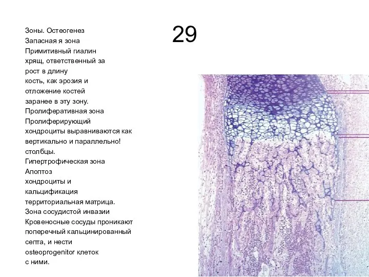 29 Зоны. Остеогенез Запасная я зона Примитивный гиалин хрящ, ответственный за рост