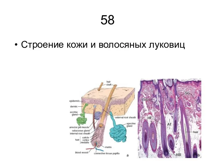 58 Строение кожи и волосяных луковиц