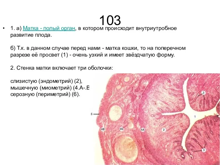 103 1. а) Матка - полый орган, в котором происходит внутриутробное развитие