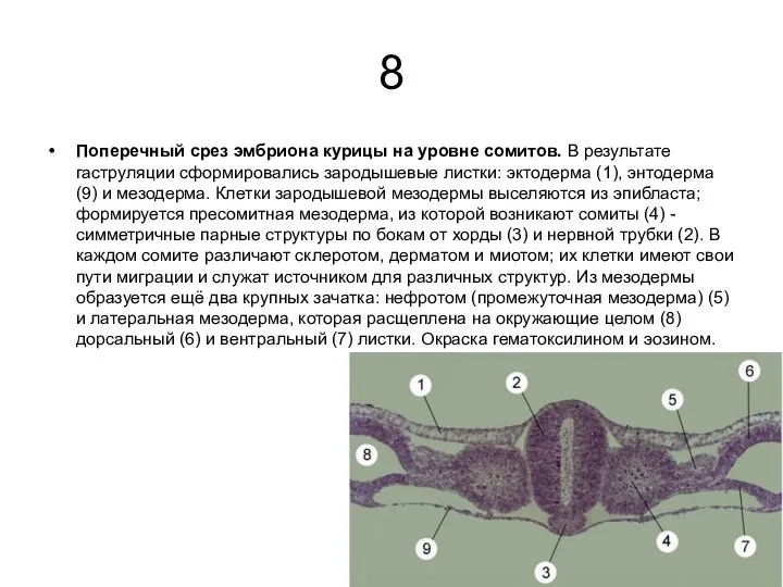 8 Поперечный срез эмбриона курицы на уровне сомитов. В результате гаструляции сформировались