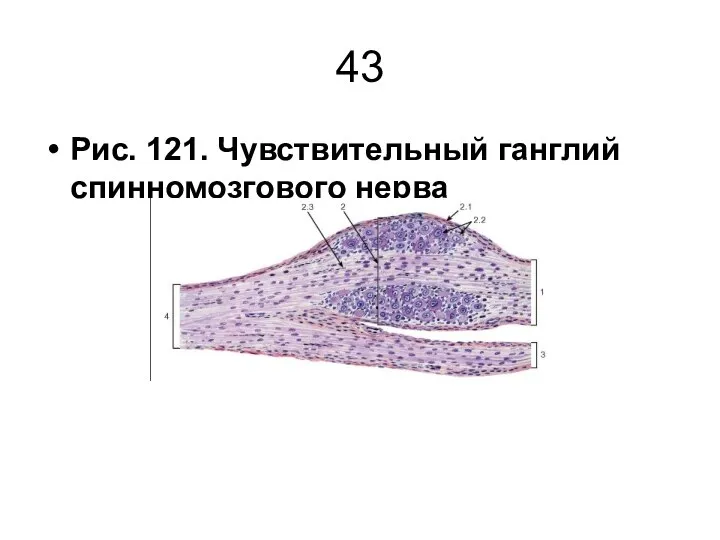 43 Рис. 121. Чувствительный ганглий спинномозгового нерва