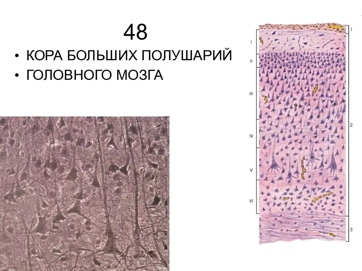 48 КОРА БОЛЬШИХ ПОЛУШАРИЙ ГОЛОВНОГО МОЗГА