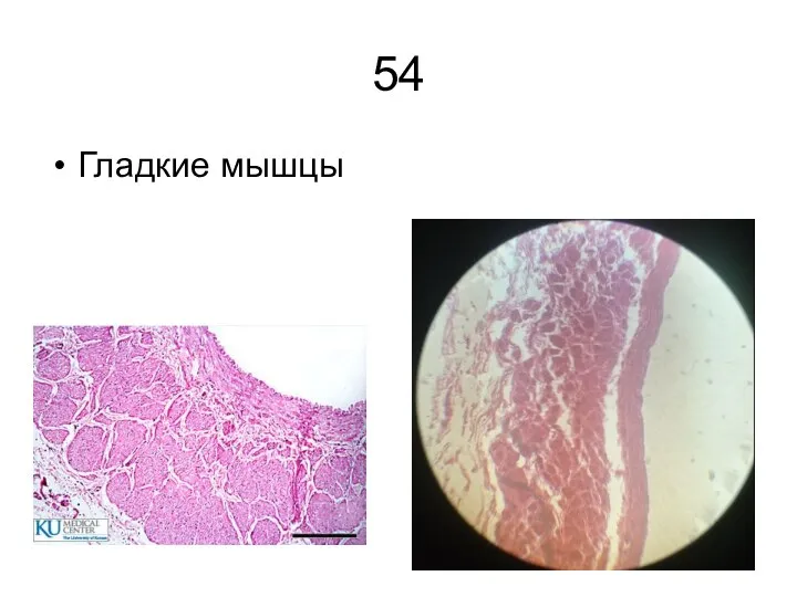 54 Гладкие мышцы