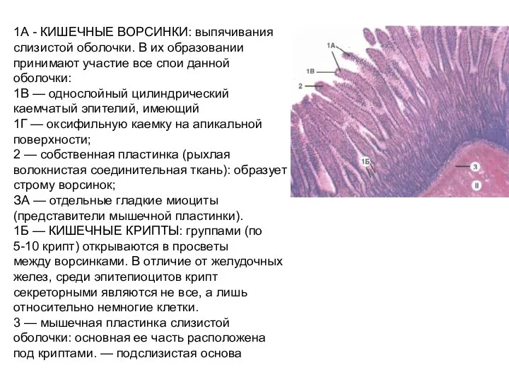 1А - КИШЕЧНЫЕ ВОРСИНКИ: выпячивания слизистой оболочки. В их образовании принимают участие