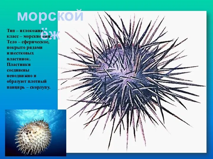 морской ёж Тип – иглокожие, класс – морские ежи. Тело – сферическое,