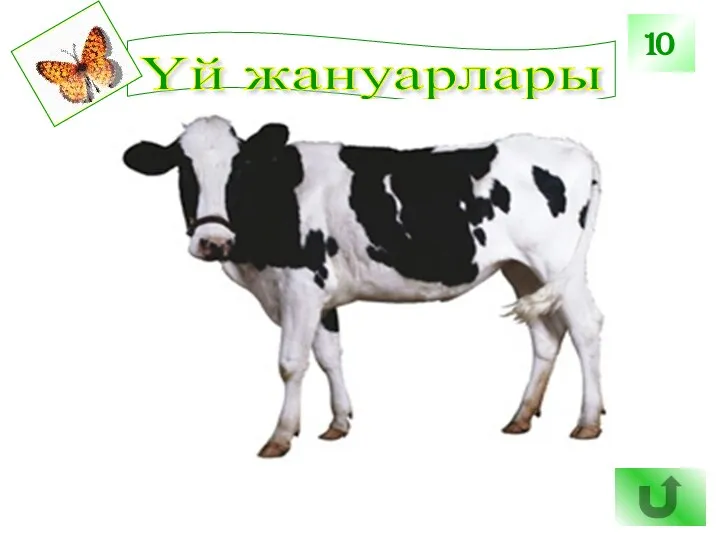 Үй жануарлары