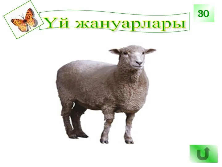 Үй жануарлары