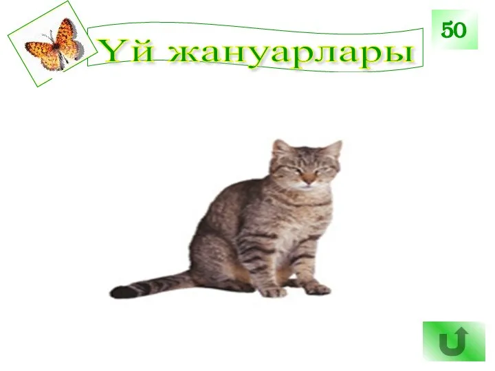 Үй жануарлары