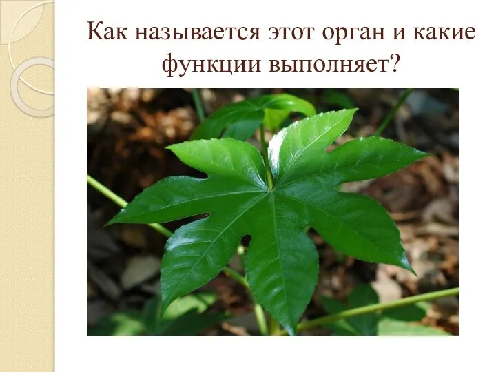 Как называется этот орган и какие функции выполняет?