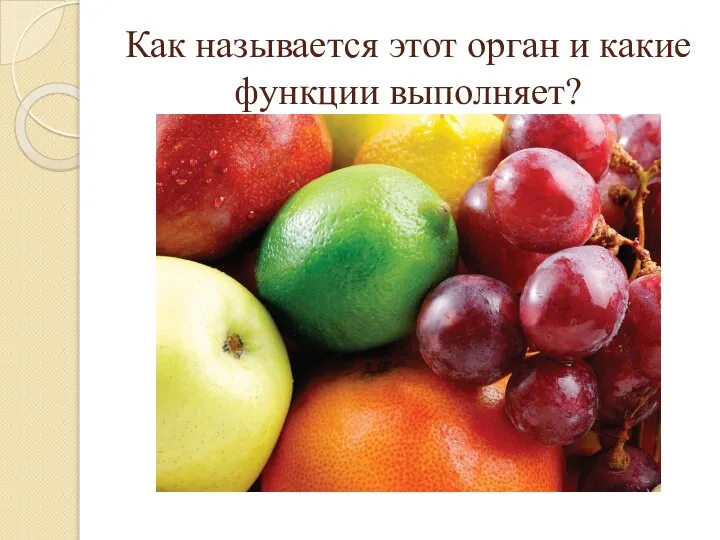 Как называется этот орган и какие функции выполняет?