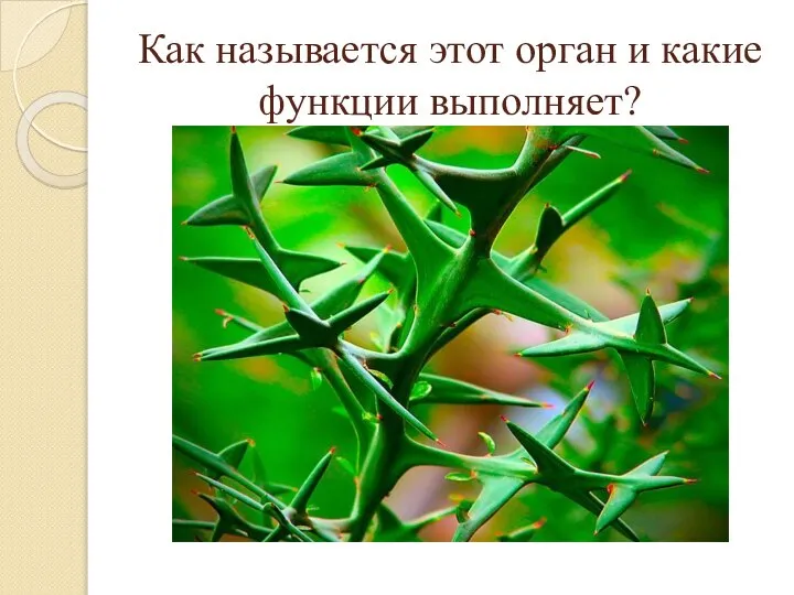 Как называется этот орган и какие функции выполняет?