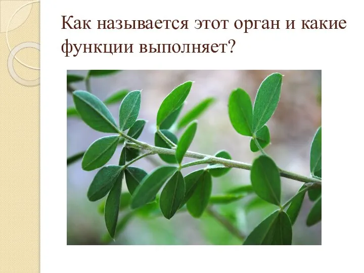 Как называется этот орган и какие функции выполняет?