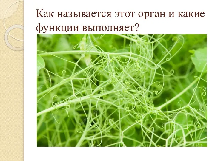 Как называется этот орган и какие функции выполняет?