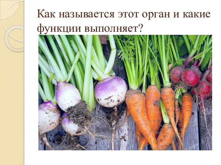 Как называется этот орган и какие функции выполняет?