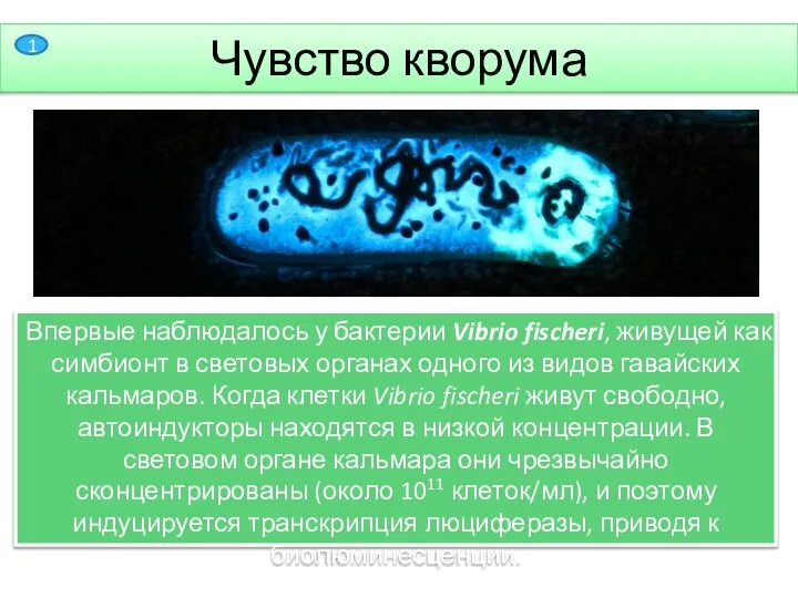 Чувство кворума Чувство кворума— способность некоторых микроорганизмов «общаться» и координировать своё поведение