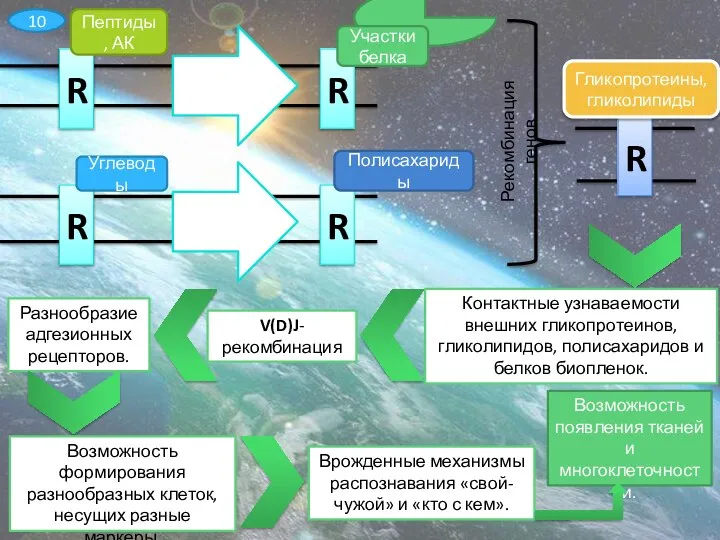 R Пептиды, АК R Участки белка R Углеводы R Полисахариды R Гликопротеины,