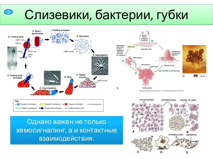 Слизевики, бактерии, губки Однако важен не только хемосигналинг, а и контактные взаимодействия. 2