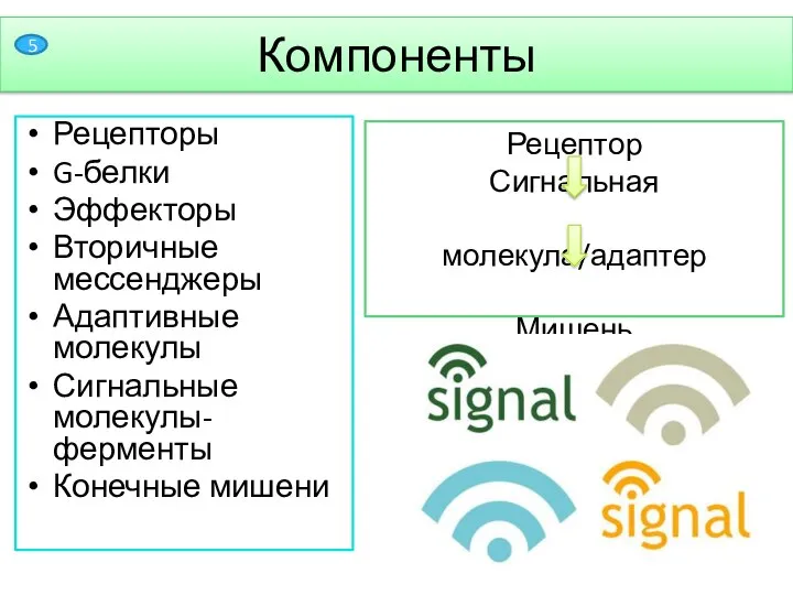 Рецепторы G-белки Эффекторы Вторичные мессенджеры Адаптивные молекулы Сигнальные молекулы-ферменты Конечные мишени Рецептор