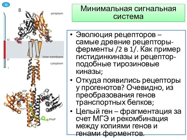 Эволюция рецепторов – самые древние рецепторы-ферменты /2 в 1/. Как пример гистидинкиназы