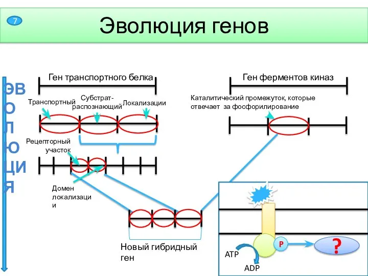 ЭВОЛЮЦИЯ Ген транспортного белка Рецепторный участок Домен локализации Эволюция генов Ген ферментов