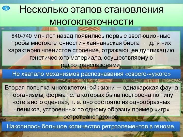 Несколько этапов становления многоклеточности 840-740 млн лет назад появились первые эволюционные пробы