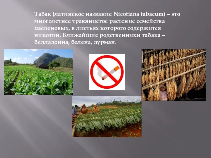 Табак (латинское название Nicotiana tabacum) – это многолетнее травянистое растение семейства пасленовых,