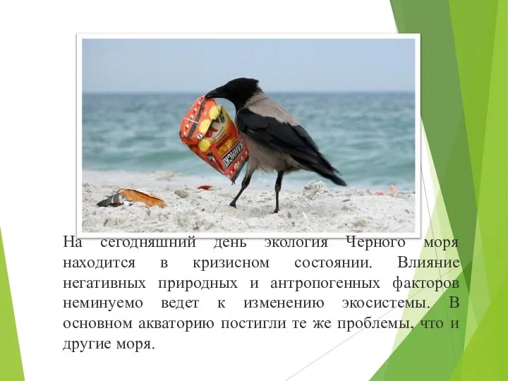 На сегодняшний день экология Черного моря находится в кризисном состоянии. Влияние негативных