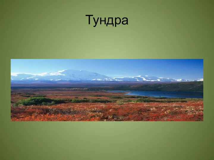 Тундра