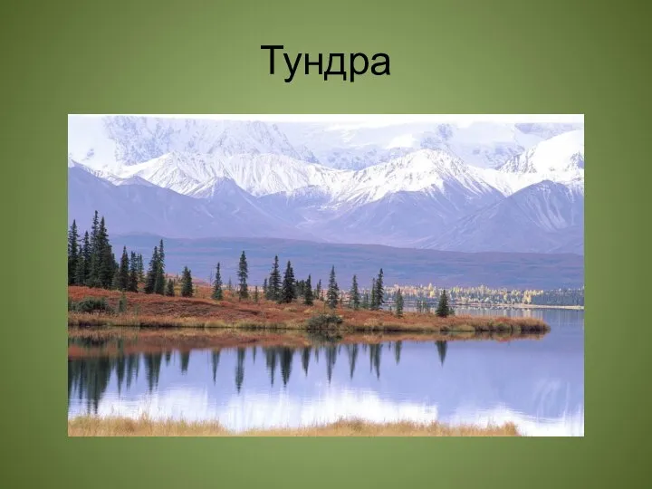 Тундра