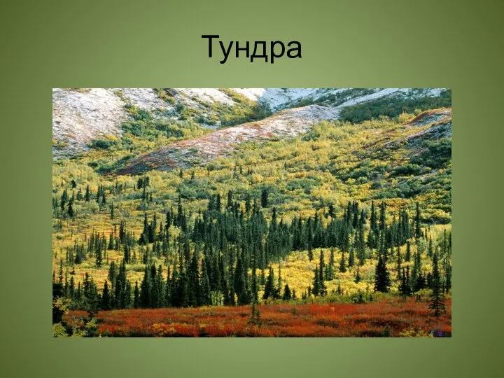 Тундра