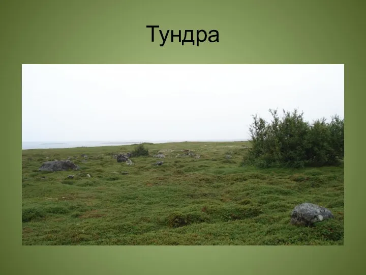 Тундра