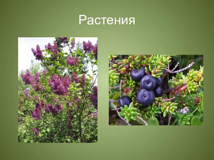 Растения