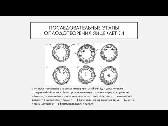 ПОСЛЕДОВАТЕЛЬНЫЕ ЭТАПЫ ОПЛОДОТВОРЕНИЯ ЯЙЦЕКЛЕТКИ а — проникновение спермиев через лучистый венец и