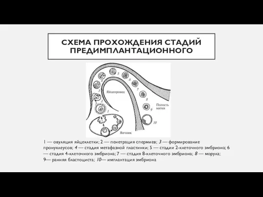 СХЕМА ПРОХОЖДЕНИЯ СТАДИЙ ПРЕДИМПЛАНТАЦИОННОГО 1 — овуляция яйцеклетки; 2 — пенетрация спермиев;