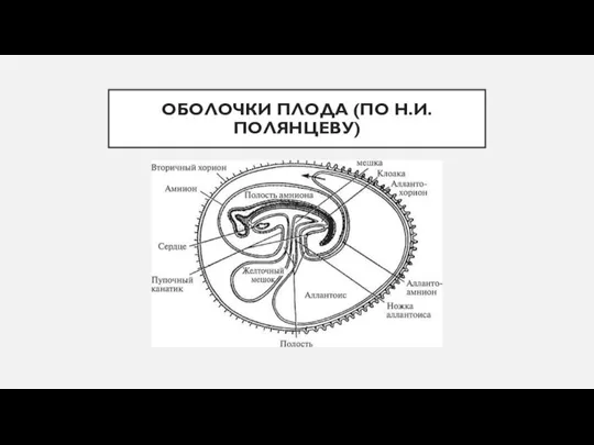 ОБОЛОЧКИ ПЛОДА (ПО Н.И. ПОЛЯНЦЕВУ)