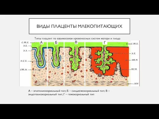 ВИДЫ ПЛАЦЕНТЫ МЛЕКОПИТАЮЩИХ Типы плацент по взаимосвязи кровеносных систем матери и плода
