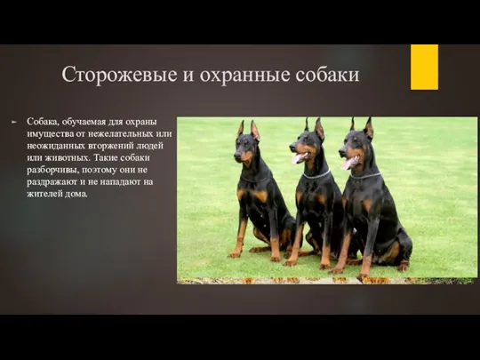 Сторожевые и охранные собаки Собака, обучаемая для охраны имущества от нежелательных или