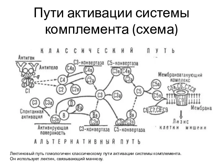 Пути активации системы комплемента (схема) Лектиновый путь гомологичен классическому пути активации системы