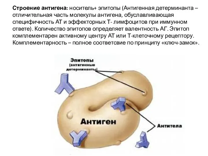 Строение антигена: носитель+ эпитопы (Антигенная детерминанта –отличительная часть молекулы антигена, обуславливающая специфичность