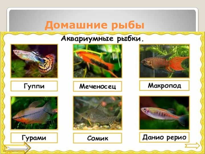 Домашние рыбы