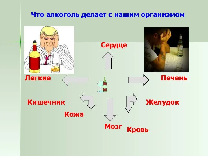 Что алкоголь делает с нашим организмом Мозг Кровь Печень Желудок Кишечник Легкие Сердце Кожа