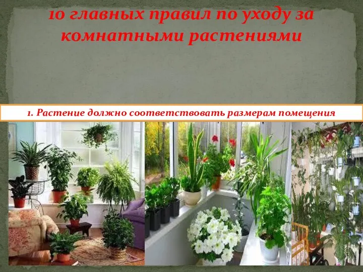 10 главных правил по уходу за комнатными растениями 1. Растение должно соответствовать размерам помещения