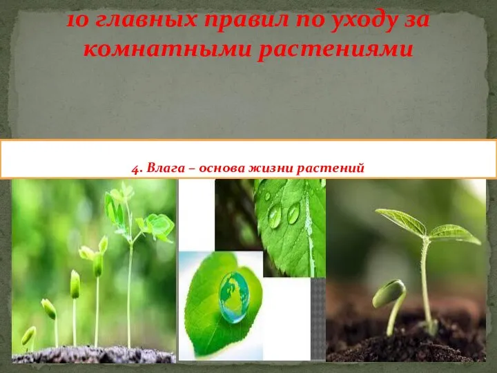 10 главных правил по уходу за комнатными растениями 4. Влага – основа жизни растений