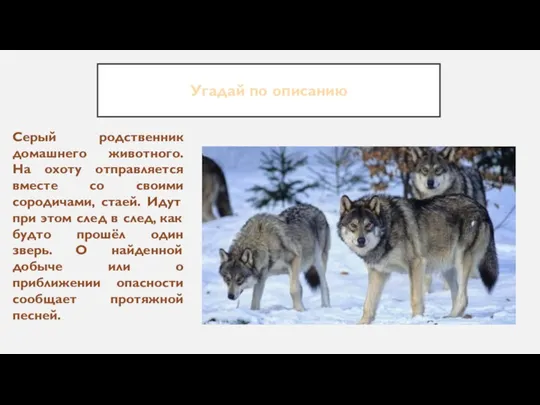 Угадай по описанию Серый родственник домашнего животного. На охоту отправляется вместе со