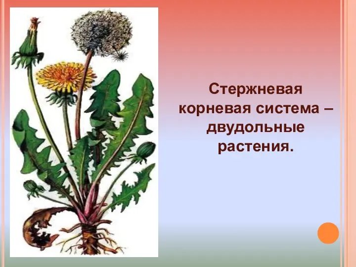. Стержневая корневая система – двудольные растения.