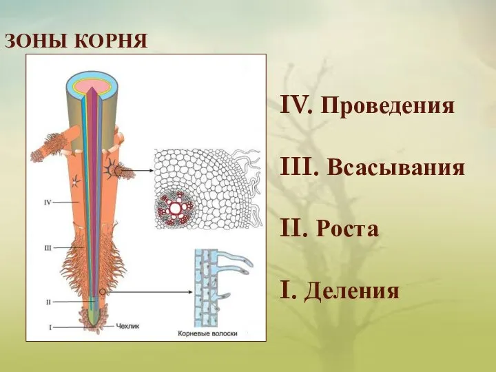 ЗОНЫ КОРНЯ IV. Проведения III. Всасывания II. Роста I. Деления