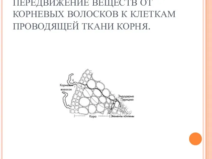 ПЕРЕДВИЖЕНИЕ ВЕЩЕСТВ ОТ КОРНЕВЫХ ВОЛОСКОВ К КЛЕТКАМ ПРОВОДЯЩЕЙ ТКАНИ КОРНЯ.