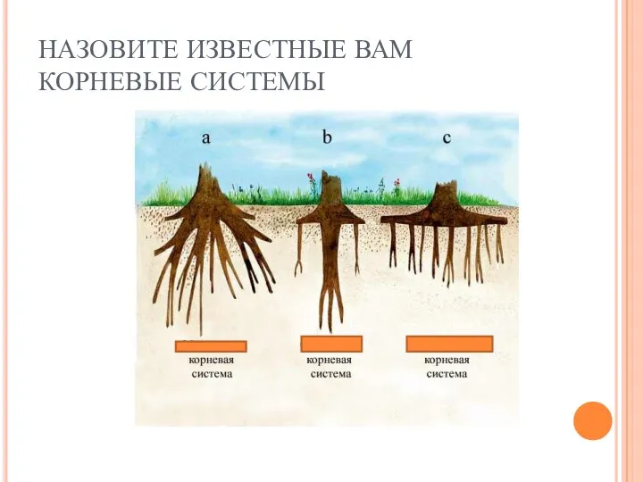 НАЗОВИТЕ ИЗВЕСТНЫЕ ВАМ КОРНЕВЫЕ СИСТЕМЫ