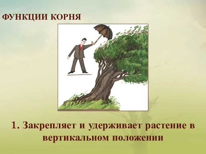 ФУНКЦИИ КОРНЯ 1. Закрепляет и удерживает растение в вертикальном положении